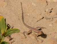 : Ctenophorus isolepis; Central Military Dragon