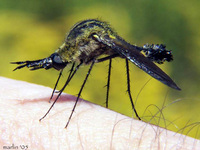: Lepidophora lepidocera; Bee Fly