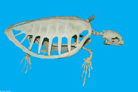 : Eretmochelys imbricata; Hawksbill Sea Turtle - Skeleton