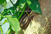 : Mabuya unimarginata