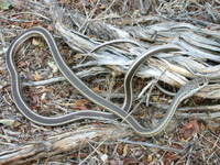 : Masticophis taeniatus; Striped Whipsnake