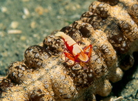 : Periclimenes imperator; Emperor Shrimp