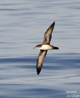 Pink-footed Shearwater, darker individual. 1 October 2006.