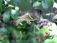 Phylloscopus pulcher Orange-barred Warbler 橙斑翅柳鶯 098-082