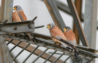 Lesser Kestrels