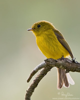 Citrine Canary-Flycatcher Culicicapa helianthea