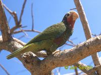 Photo of amazoňan kubánský Amazona leucocephala Cuban parrot Amazona Cubana Kuba amazone
