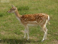 Dådyr (Dama dama)