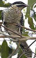 Common Koel, female.