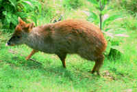 Southern Pudu, Pudu pudu