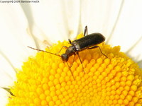 Grammoptera ruficornis