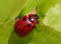 Gonioctena viminalis