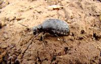 Meloe flavicomus