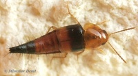 Tachyporus obtusus