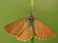 Ematurga atomaria - Common Heath