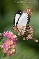 Papilio dardanus - Mocker Swallowtail