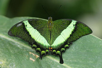 Papilio palinurus - Emerald Swallowtail