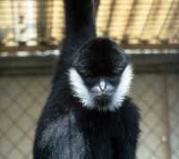 Northern white-cheeked gibbon (Nomascus leucogenys)