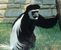 Guereza (Colobus guereza)