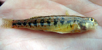 Etheostoma simoterum, Snubnose darter: