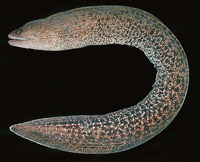 Gymnothorax buroensis, Vagrant moray: