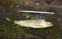 Barbus batesii, :