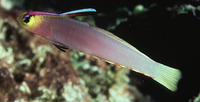 Nemateleotris helfrichi, Helfrichs' dartfish: aquarium