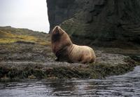 Image of: Eumetopias jubatus (Steller sea lion)