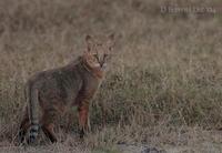 Image of: Felis chaus (jungle cat)