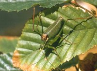 Isophya posthumoidalis