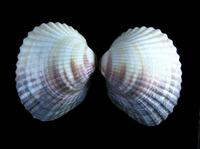 Cerastoderma glaucum - Lagoon cockle