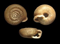 Causa holosericea