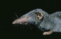 Image of: Suncus murinus (Asian house shrew)