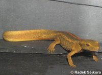Paramesotriton caudopunctatus