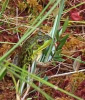 Image of: Rana septentrionalis (mink frog)