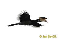 Anthracoceros coronatus - Malabar Pied-Hornbill