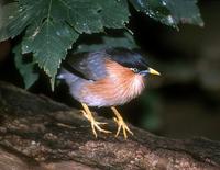 Temenuchus pagodarum - Brahminy Starling