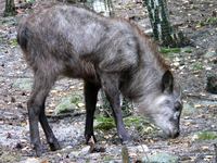 Naemorhedus crispus - Japanese Serow