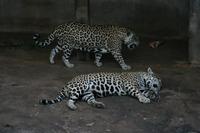 Panthera pardus kotiya - Sri Lanka Leopard