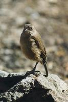 Image of: Cercomela sordida (moorland chat)