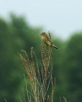 Image of: Dolichonyx oryzivorus (bobolink)