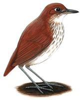 Image of: Myrmothera campanisona (thrush-like antpitta)