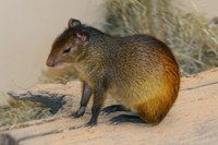 Dasyprocta prymnolopha - Black-rumped Agouti