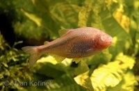 Astyanax mexicanus - Blind Cave Characin