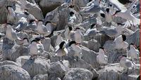 Image of: Sterna elegans (elegant tern)