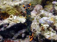 Image of: Nudibranchia (nudibranchs)