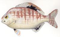 Image of: Hypsurus caryi (rainbow seaperch)