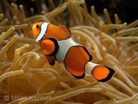 Amphiprion percula - Blackfinned Clownfish