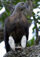 Grey-headed Fish Eagle - Ichthyophaga ichthyaetus