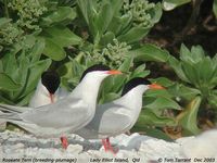 Roseate Tern - Sterna dougallii